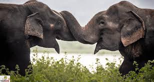 YALA NATIONAL PARK