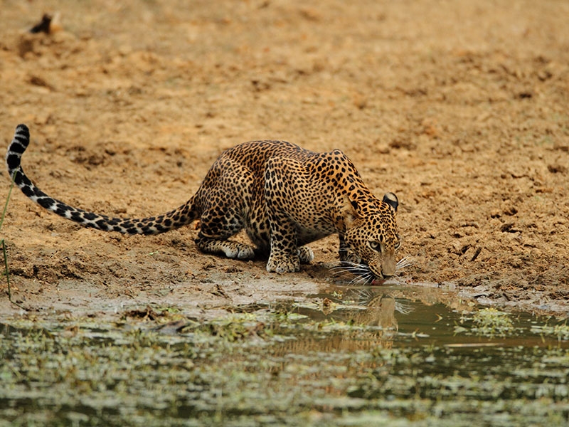Wilpattu National Park, image 1