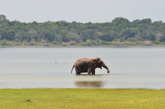 Wilpattu National Park, image 2