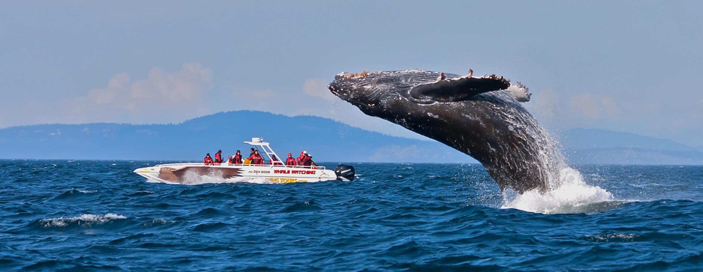 Whales, Dolphins & Pigeon Island, image 1