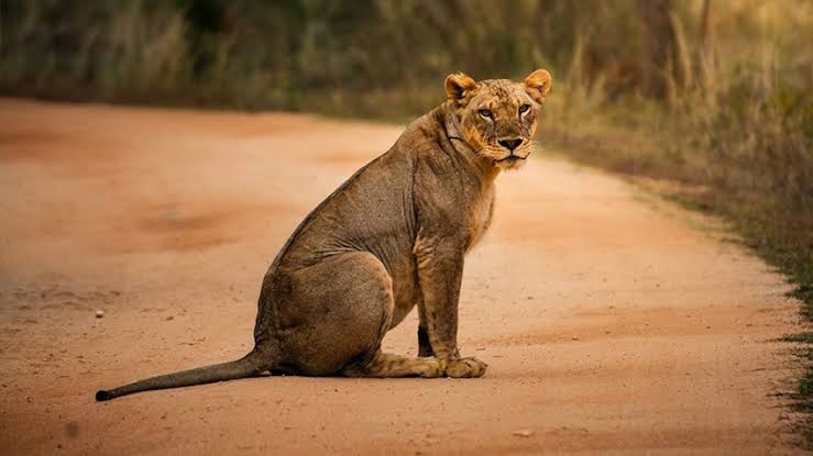 |   Galle to Yala - Wild Horizons, image 1