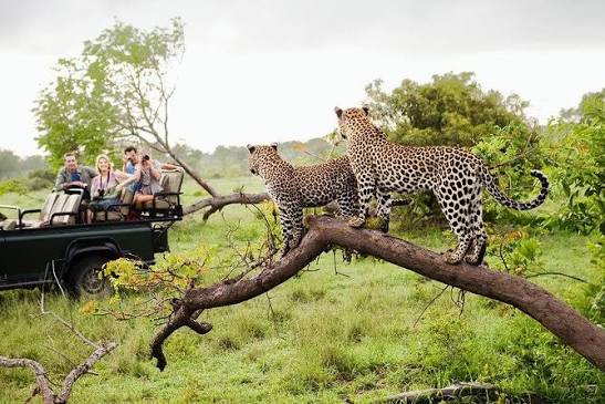 Yala National Park - Into the Wild, image 1