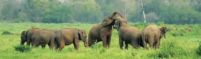Wilpattu National Park, image 2